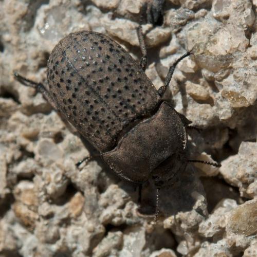 Réf. 310 717 : Opatrum sabulosum
